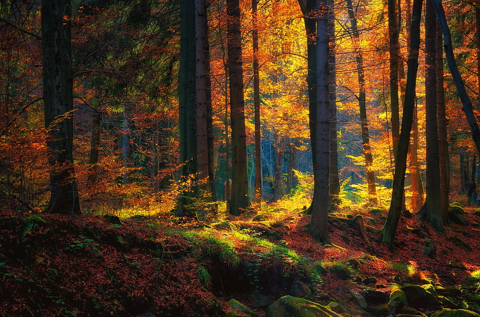 photography of forest trees HD wallpaper