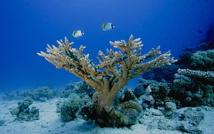 brown coral, sea life, sea, animals, underwater HD wallpaper