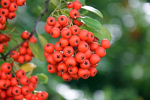 shallow focus photography of red fruits
