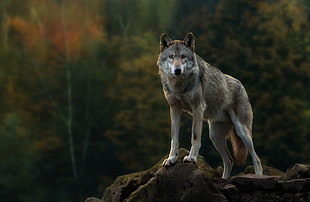 gray wolf, animals, nature, wolf HD wallpaper