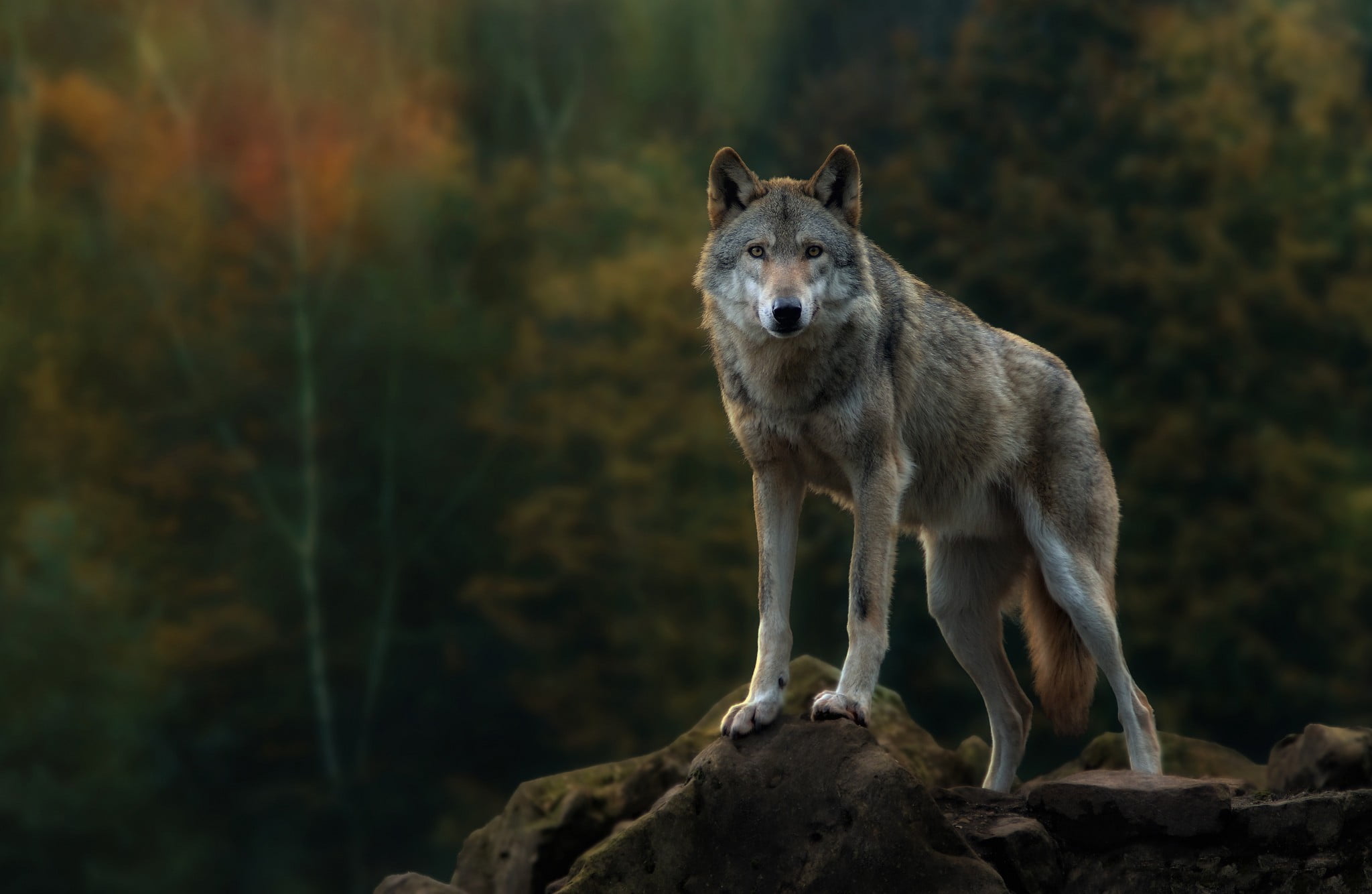 indarbejde Udstyre Installere Gray wolf, animals, nature, wolf HD wallpaper | Wallpaper Flare