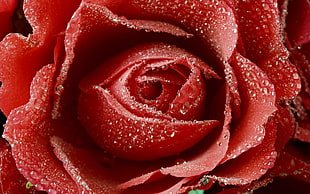 selective photo of Rose glower with rain dew