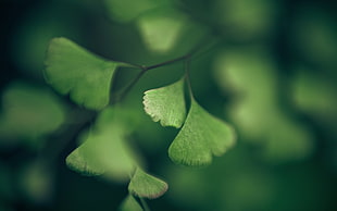 macro photography of leaf