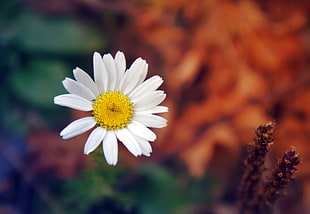 white petaled flower closeup photography