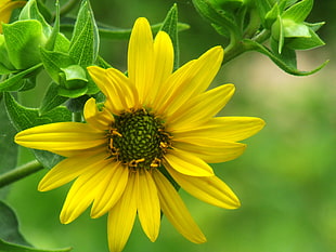 photo of yellow petaled flower, sunflower