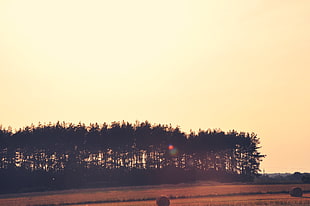 pine tree forest, trees, landscape