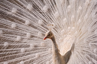 white peacock photograph HD wallpaper