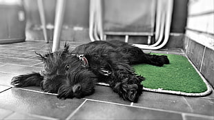 long-coated black dog, dog