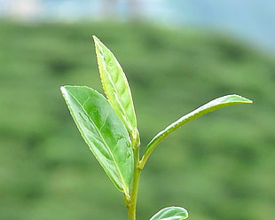 shallow focus photography of green leaves plant, darjeeling