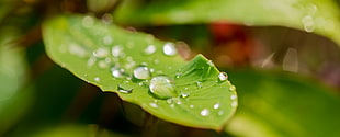 water on green leaf macro photography