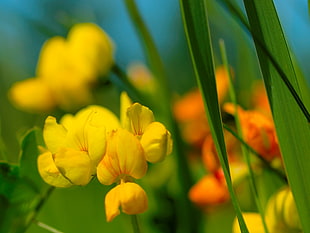 yellow flowers, lotus