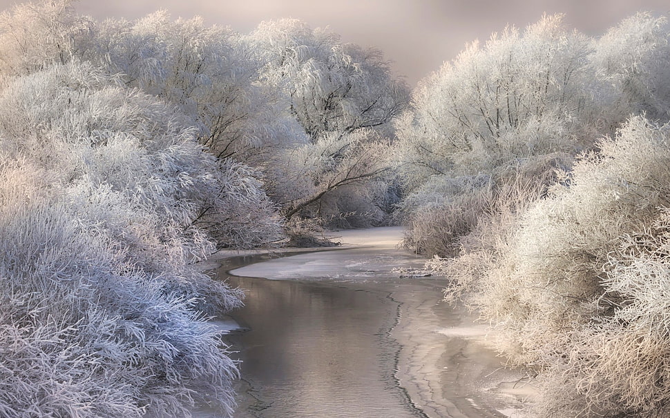 white trees, nature, landscape, river, forest HD wallpaper