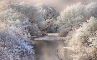 white trees, nature, landscape, river, forest