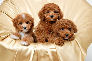 three brow puppies