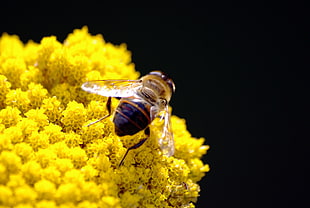 bee on yellow petaled flower HD wallpaper