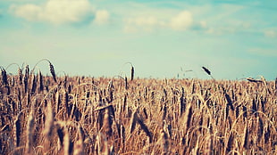 wheat field, wheat, sky, depth of field