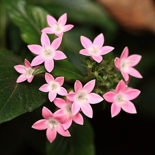pink Starcluster flowers, pentas lanceolata, egyptian