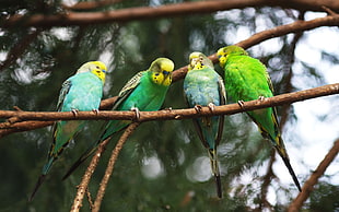 four green parakeet birds on tree branch
