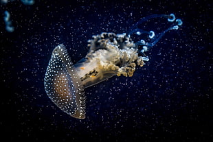 animal photography of white and beige jellyfish