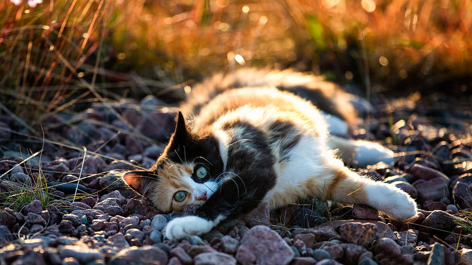 black and white tabby cat, cat, animals HD wallpaper