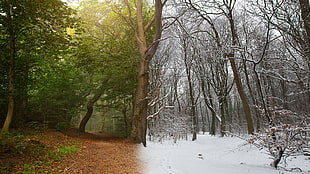 trail before and after photo, nature, landscape, trees, snow