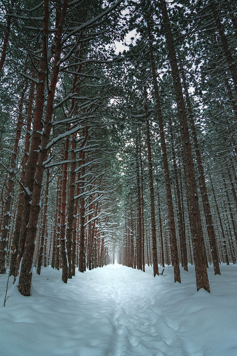 trees and snow painting HD wallpaper
