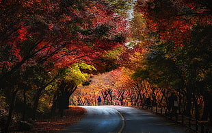 road between trees