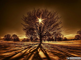 bare tree wallpaper, trees, lights, landscape, winter