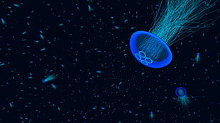 blue jellyfish, jellyfish, underwater