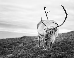 greyscale photo of an animal on a field HD wallpaper