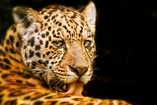 close up photo of Leopard HD wallpaper