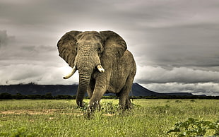 gray elephant, animals, elephant, nature, Africa