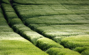 grass plains HD wallpaper
