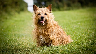 adult brown cairn terrier, dog, grass, animals