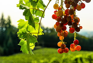 grape fruit tree HD wallpaper