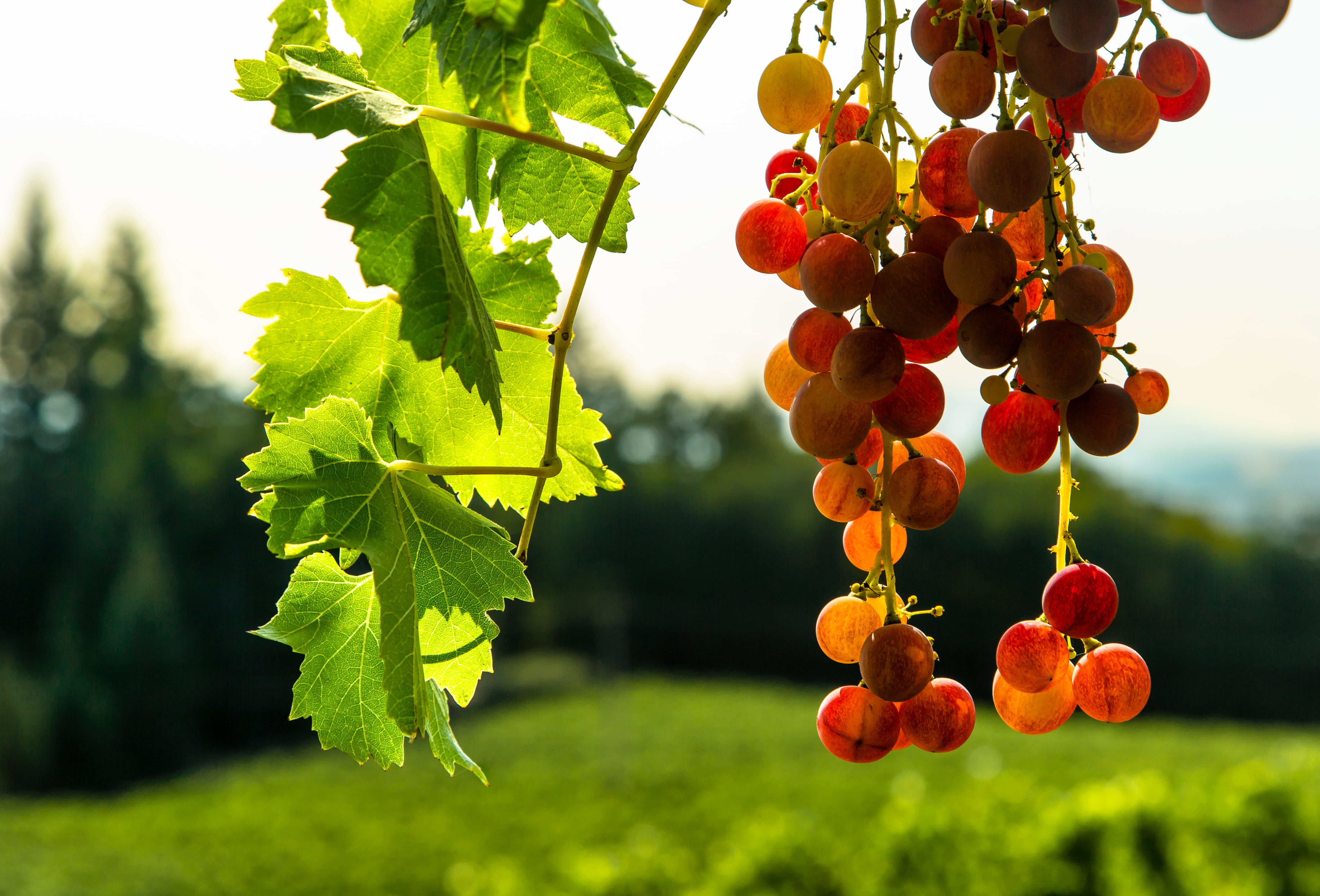 Grape fruit tree HD wallpaper | Wallpaper Flare