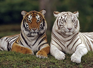 photo of brown and white Tigers sitting on grassy ground
