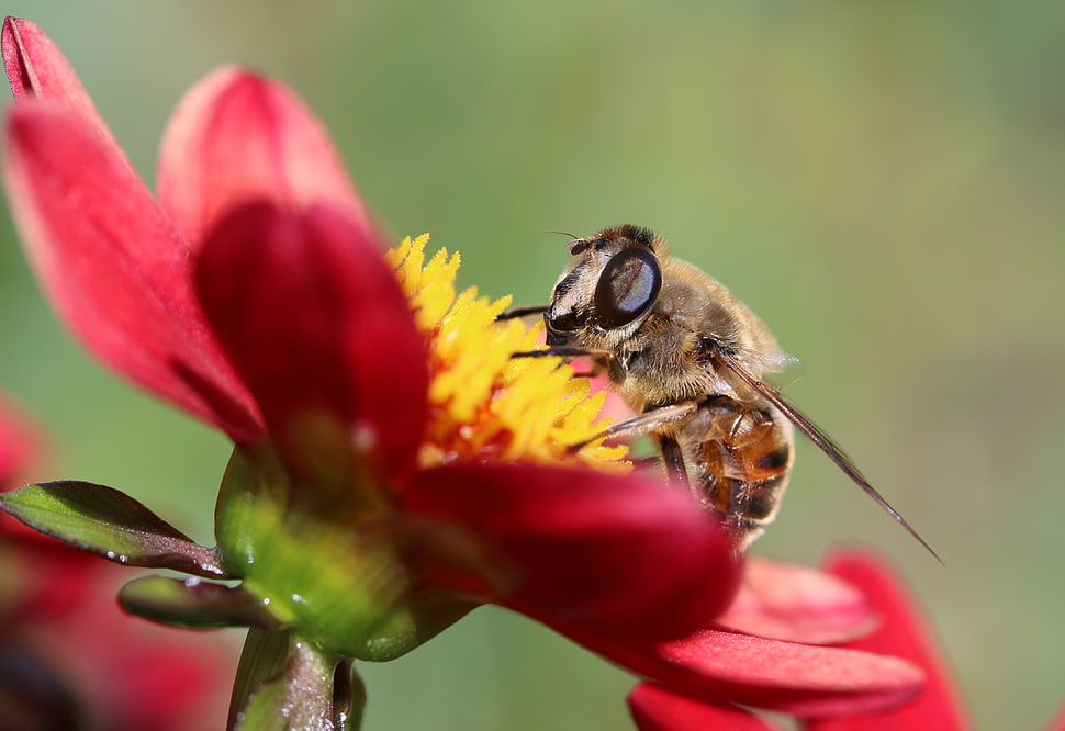 macro photo of a brown Honeybee on yellow and red flower HD wallpaper
