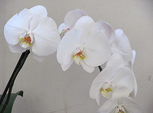closeup photo of white Orchid flower