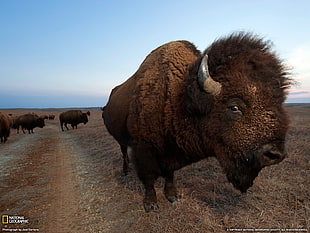 brown buffalo, buffalo, animals, National Geographic HD wallpaper