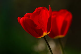 macro photography of red flower, tulip HD wallpaper