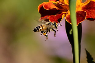 Honey Bee flying beside red-and-orange cluster flower in macro photography during daytime