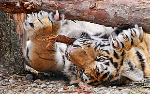 brown and white tiger, animals, tiger