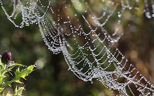 macro photography of spider web HD wallpaper
