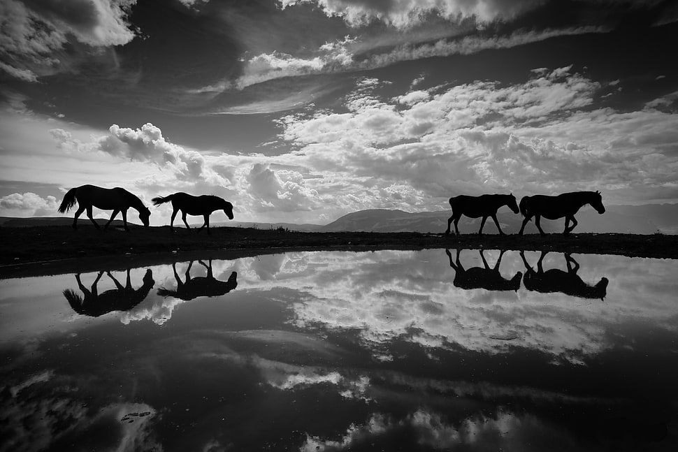 silhouette of four horses, reflection, sky, clouds, nature HD wallpaper