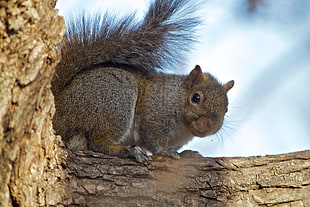 selective focus photography of brown squirrel on tree branch during daytime