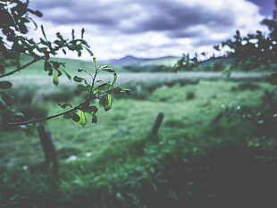 shallow focus photography of green leaves, leaves, blurred, landscape