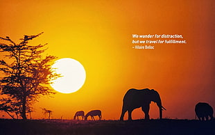 silhouette elephants, Travel posters HD wallpaper