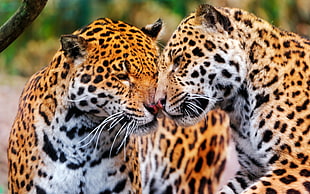leopard family