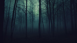bare trees, filter, nature, forest